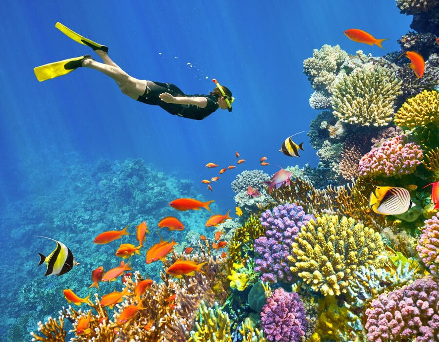 Diving Spots in Egypt